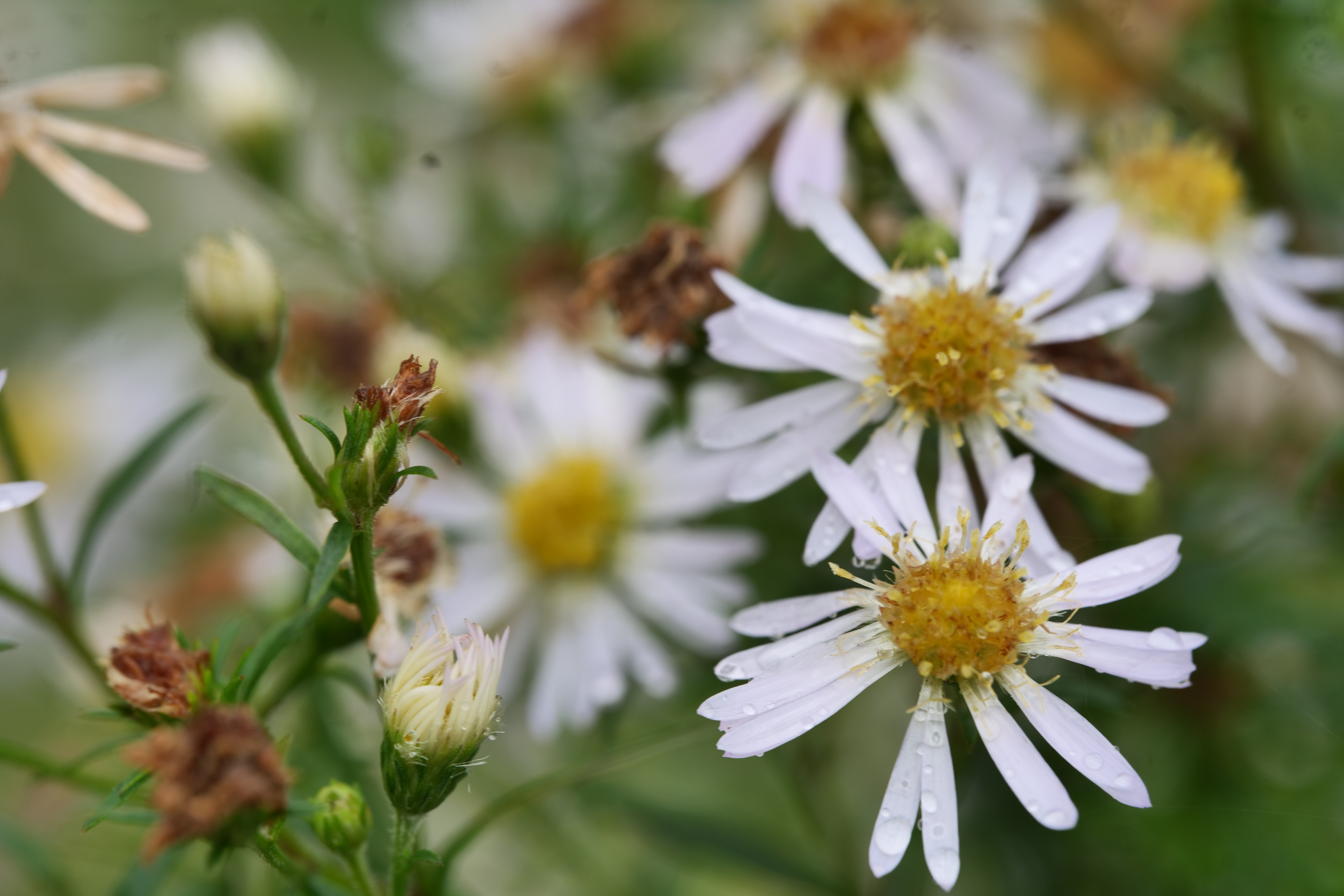 White Asters